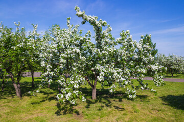 Blooming spring apple tree covered with white flowers in the park on a sunny day