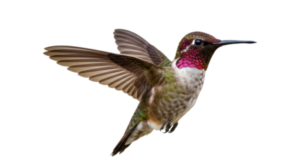 Isolated Hummingbird