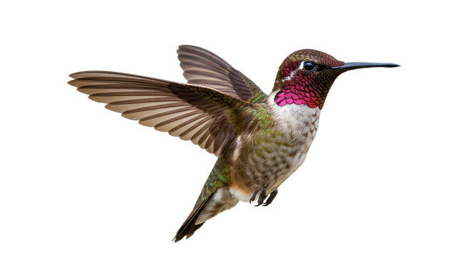 Isolated Hummingbird