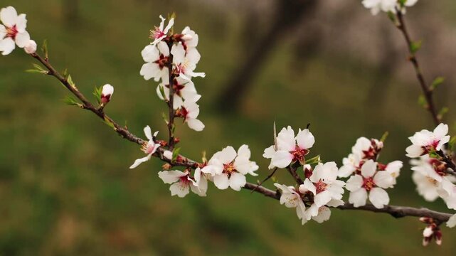 High-quality footage of Close up of delicate almond blossoms adorning a branch in the serene petrin gardens of prague, capturing the essence of a revitalizing spring copy space