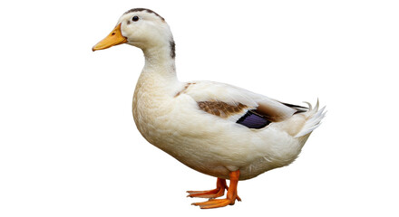 Isolated White Duck Walking
