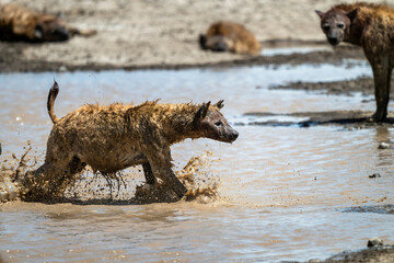 hyenas having mud bath during the day