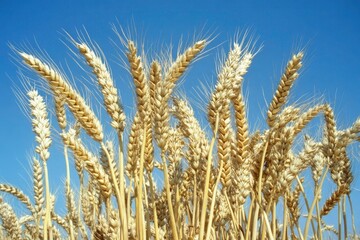Fototapeta premium Golden Wheat Heads Against a Clear Blue Sky