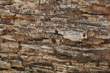Textured Surface of Weathered Wooden Log Showing Natural Patterns and Roughness in Outdoor Setting
