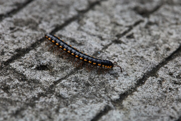 Black and Orange Millipede Crawling on Stone Surface in a Natural Environment During Daylight