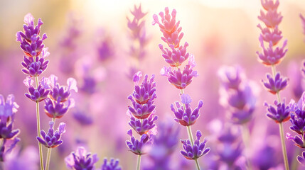 Obraz premium Soft-focus view of a stunning lavender flower field in full bloom, with a blurred natural flower backdrop.