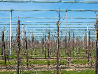 Orchard (Boomgaard) Dronten,  Flevoland province,  The Netherlands