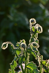 caterpillar on a flower