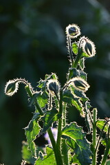 caterpillar on a branch