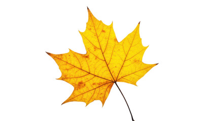 Isolated Autumn Yellow Leaf