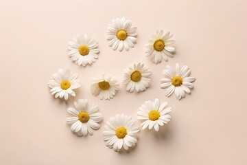 Obraz premium white daisies on a yellow background