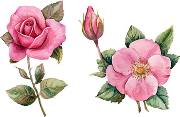 set of pink flowers
