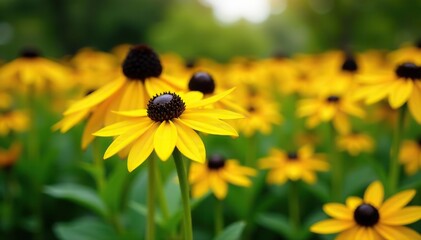 Rudbeckia hirta yellow flowers blooming in a vibrant summer garden with Black-eyed Susan plants,  botanical,  yellow flowers