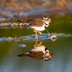a plover with its perfect water reflection in beautiful sunshine