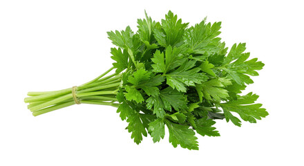 Isolated Bunch of Parsley