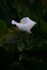 white egret in water