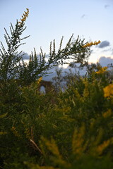 pine forest in the morning