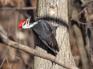 An adult male Pileated Woodpecker perched on a tree trunk