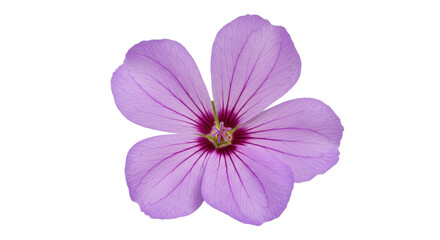 Obraz premium Isolated Bowl of Seafood Soup