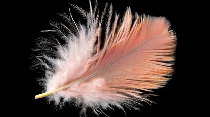 Obraz premium Delicate Pink and Brown Bird Feather Close Up
