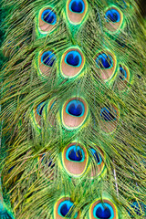 Fototapeta premium Vertical extreme close-up view of a vibrant peacock tail seen from behind