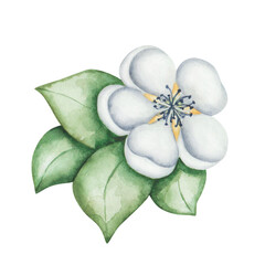 Watercolor floral illustration. Hand painted flower with blue, white petals, buds, green leaves. Fruit tree blossoming flowers. Blooming sakura, apple, cherry, pear. Isolated nature clip art