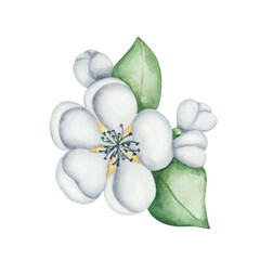 Watercolor floral illustration. Hand painted flower with blue, white petals, buds, green leaves. Fruit tree blossoming flowers. Blooming sakura, apple, cherry, pear. Isolated nature clip art