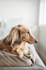 dachshund dog with long hair