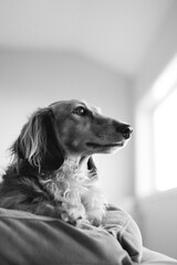 black and white dachshund