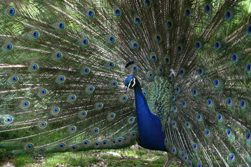 Fototapeta premium blue peacock wheel close-up in a park