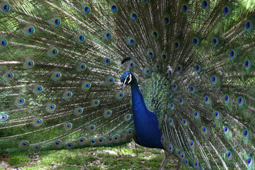 Obraz premium blue peacock wheel close-up in a park