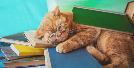 Tired of reading, a smart, ginger cat with glasses lay down to rest on a stack of old books