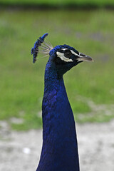 Obraz premium blue peacock walking in the grass