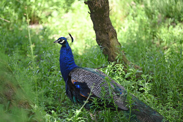 Naklejka premium blue peacock walking in the grass