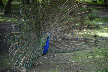 Obraz premium blue peacock walking in the grass