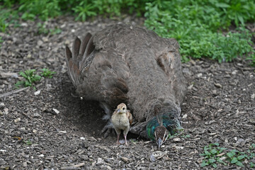 peacock and its chick coming out of the nest