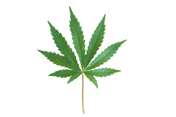 cannabis leaf isolated on white