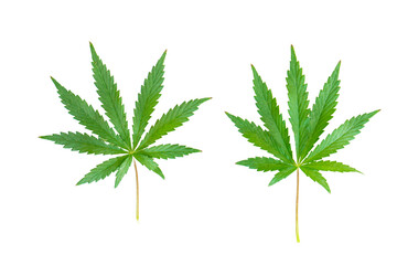 cannabis leaf on white background