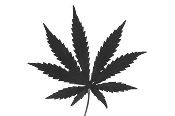 cannabis leaf silhouette on transparent background