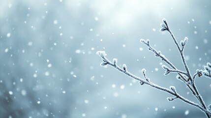 Frosted Branch in Snowfall: Winter's Gentle Touch 
