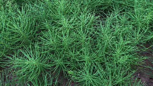 horsetail covered the wet soil with a green carpet, green background