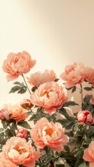 Soft Coral Peonies in Bloom Against a Cream Background