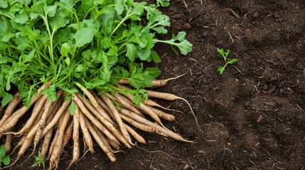 Perennial vegetables root crops. Freshly harvested root vegetables with green tops on rich brown soil.