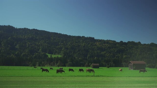 Idyllische Herbstlandschaft in Oberstdorf, Bayern. Saftige Weiden, grasende Kuehe und traditionelle Milchbauernhoefe praegen die Region. Oekologischer Landbau, Viehzucht und Milchprodukte in Bayern. 