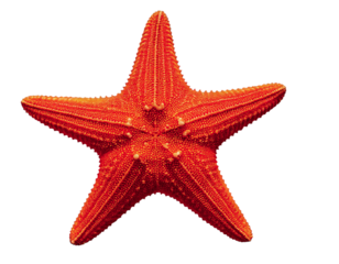 Vibrant orange starfish isolated on white.  Perfect for summer, ocean, beach, or nautical themes. Represents freedom, exploration, and the beauty of the underwater world.