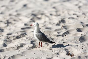 Silver gull at White Haven beach. Hamilton Island