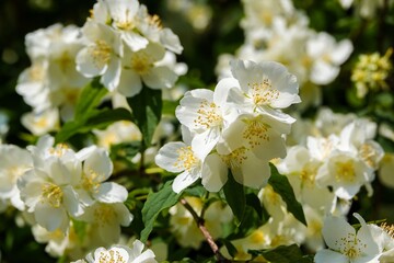 Fleurs Philadelphus coronarius Seringat commun, avec tons jaune plus vifs