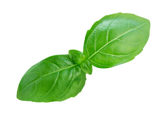 Basil isolated. Fresh Basil leaves on white background. Basil herb  food ingredient. Package design element..