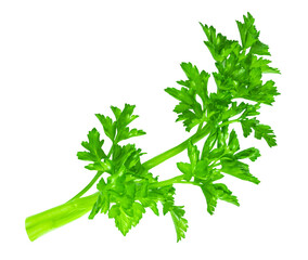 Parsley isolated. Curly  Parsley herb twig on white background. Fresh Parsley leaf top view, flat lay. Parsley Package design element.