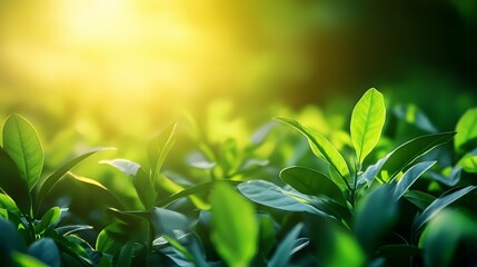 Lush green tea leaves illuminated by a bright warm light 